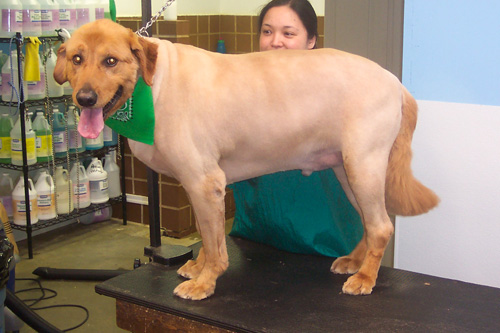 should you shave a golden retriever golden retriever pics should you shave a golden retriever golden retriever pics