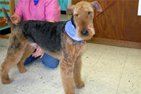 Breed Groom on an Airedale