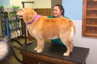 Feather Trim on a Golden Retriever