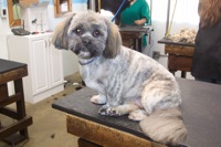 Personality Clip on a Lhasa Apso