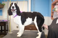 Feature Trim on a Springer Spaniel