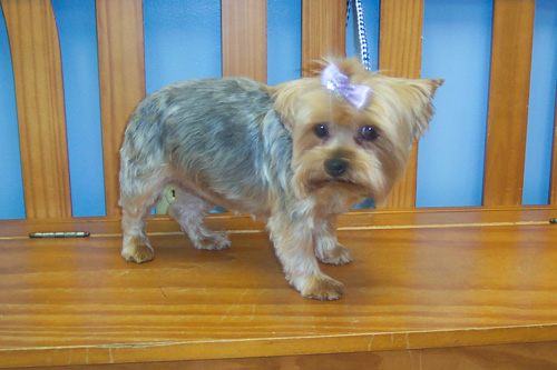 yorkie talk forums is getting a professional cut yorkietalk forums terrier community yorkie talk forums is getting a professional cut yorkietalk forums terrier community