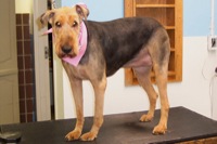 Personality Clip on an Airedale