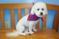 Personality Clip on a Bichon