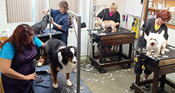 Inside the Grooming Shop