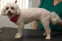 Personality Clip on a Maltese