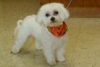 Puppy Cut on a Maltese