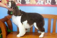 Breed Groom on a Springer Spaniel